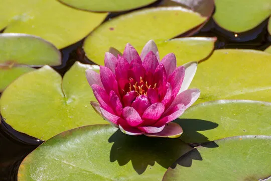 杏鑫娱乐 移动应用背景